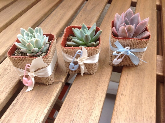 Succulent plants 40 babyshower or party favors decorative