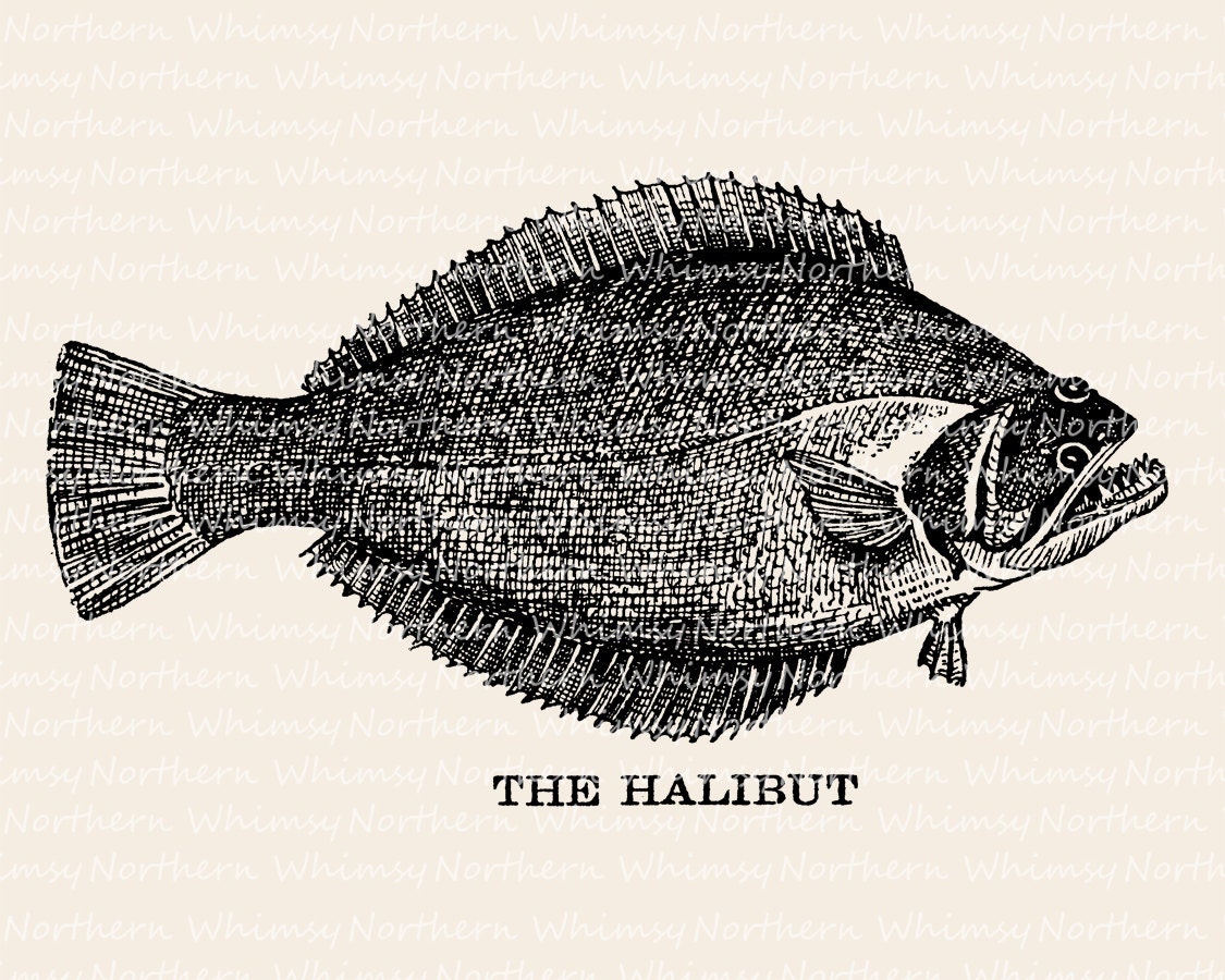 Vintage Halibut Image Fish Illustration from Antique Book Fish