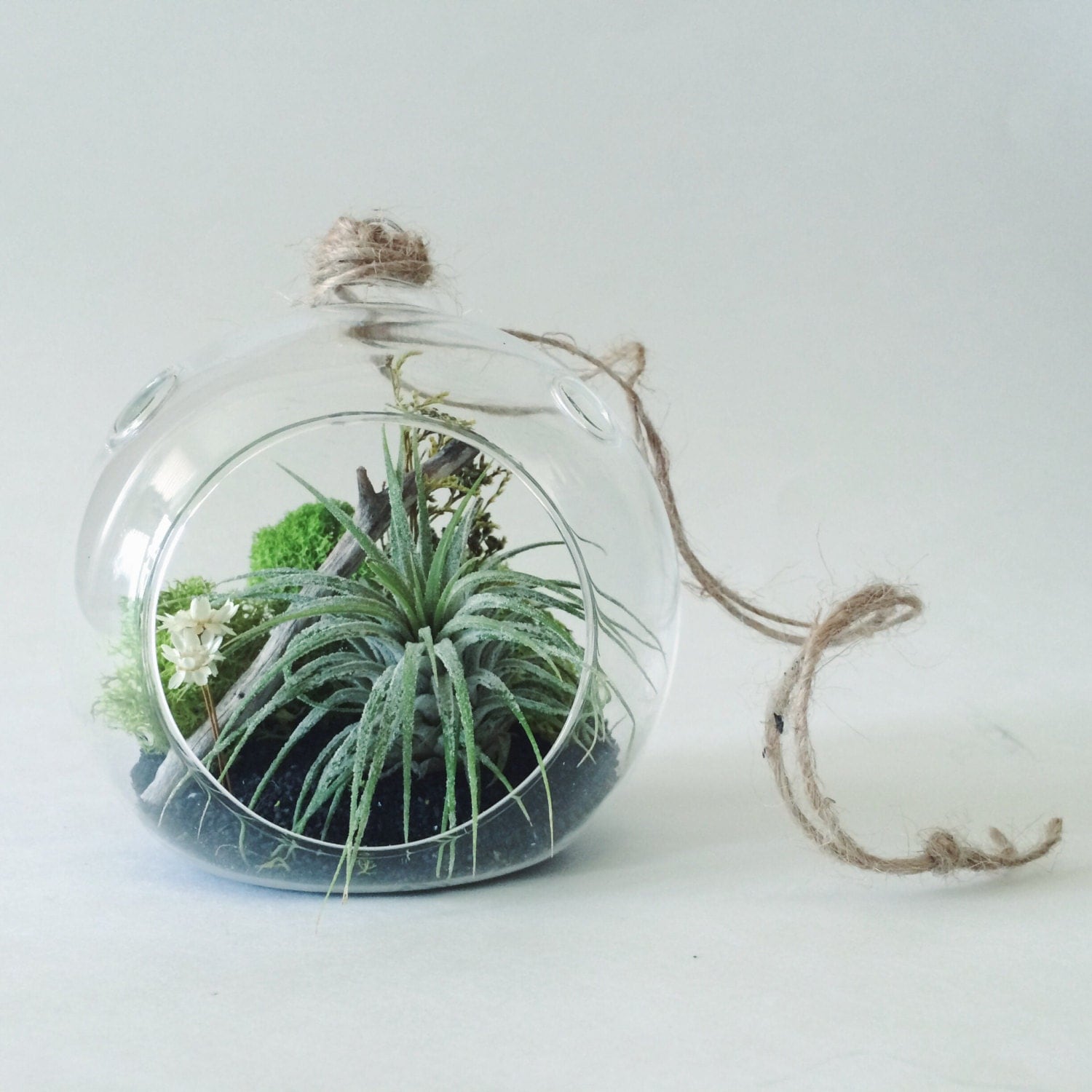 Small Air Plant Terrarium Kit with Black by TwoTreesBotanicals