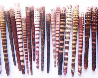 Sea Urchin Spines set of 20-Size 2-3"- Jewelry Supplies-Sea Urchins Bulk-Tiger Sea Urchins-Sea Urchin Jewelry-Sea Shell Crafts-Urchin Spines