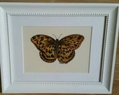 Original framed gouache painting of a butterfly.