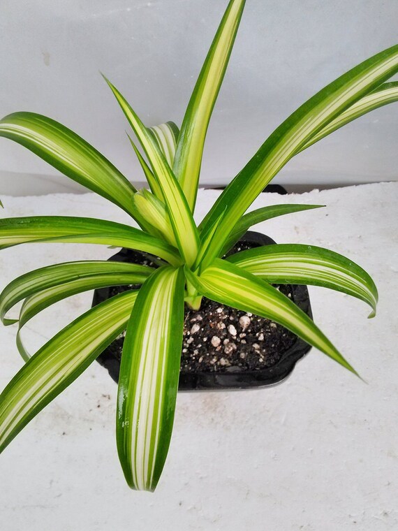 Ocean Spider Plant Bonsai Pot 6x4x2 for Better Growth