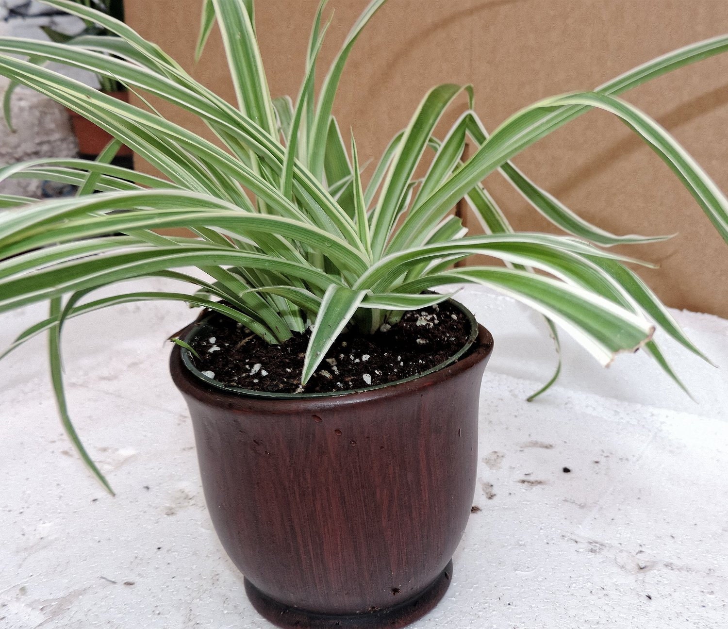 spider plant