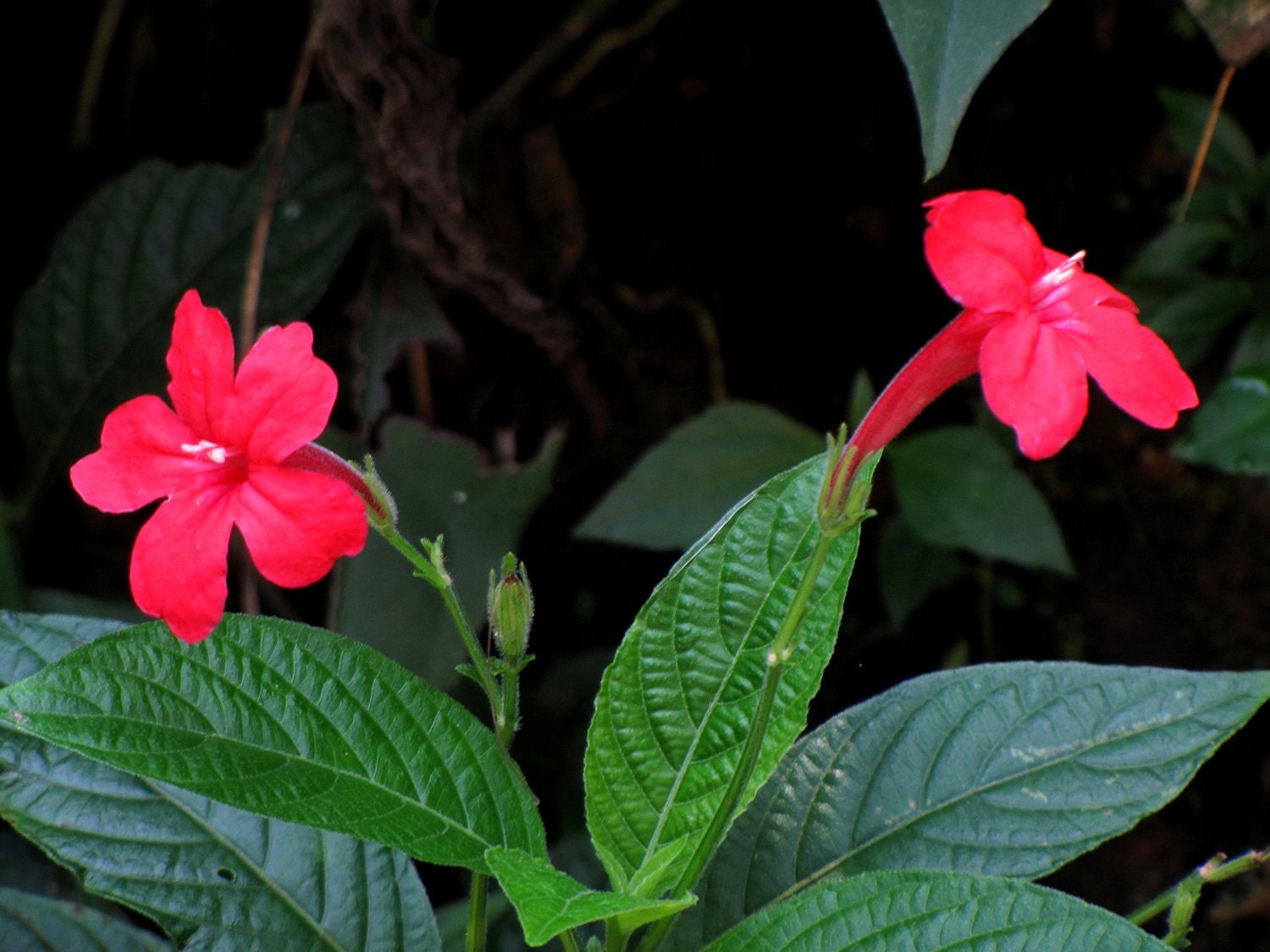 Ruellia Elegans 'Ragin' Cajun' False Petunia