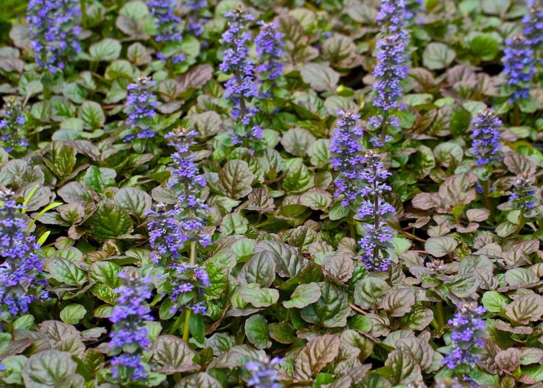 30 ajuga reptans catlins giant theirty live fully rooted 30 ajuga reptans catlins giant theirty live fully rooted