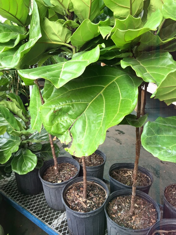 Live Ficus Lyrata Ornamental Fiddle Leaf Fig by PlantsandGifts