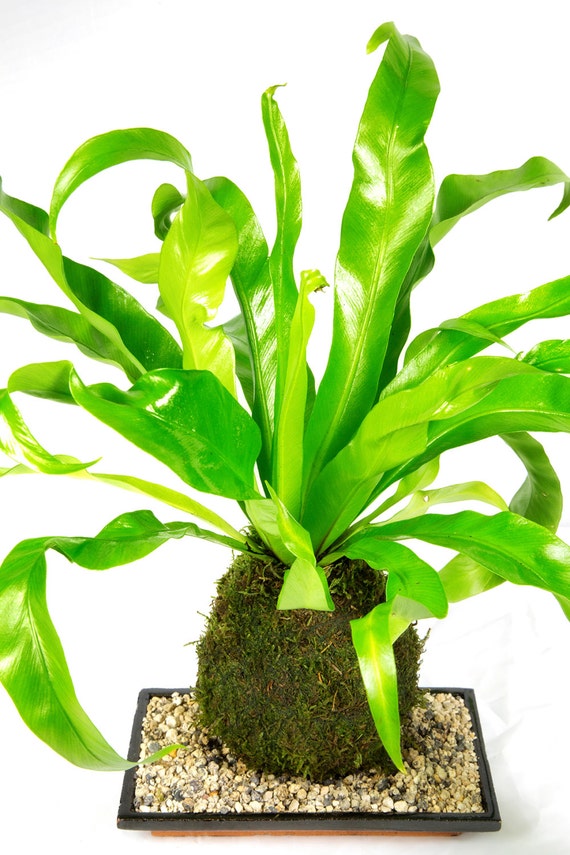 Kokedama Moss Ball Fern String Garden Tropical Indoor Plant Japanese
