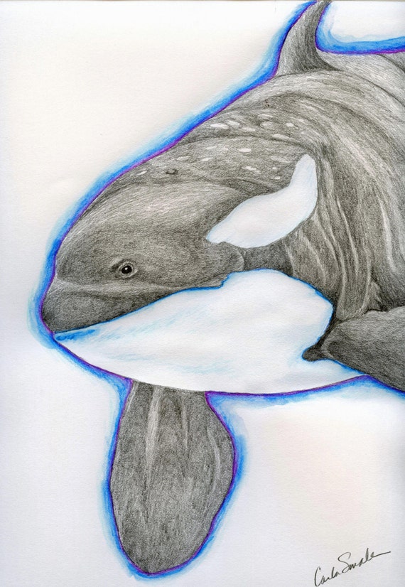 Orca Killer Whale Original Pencil Drawing Marine Wildlife