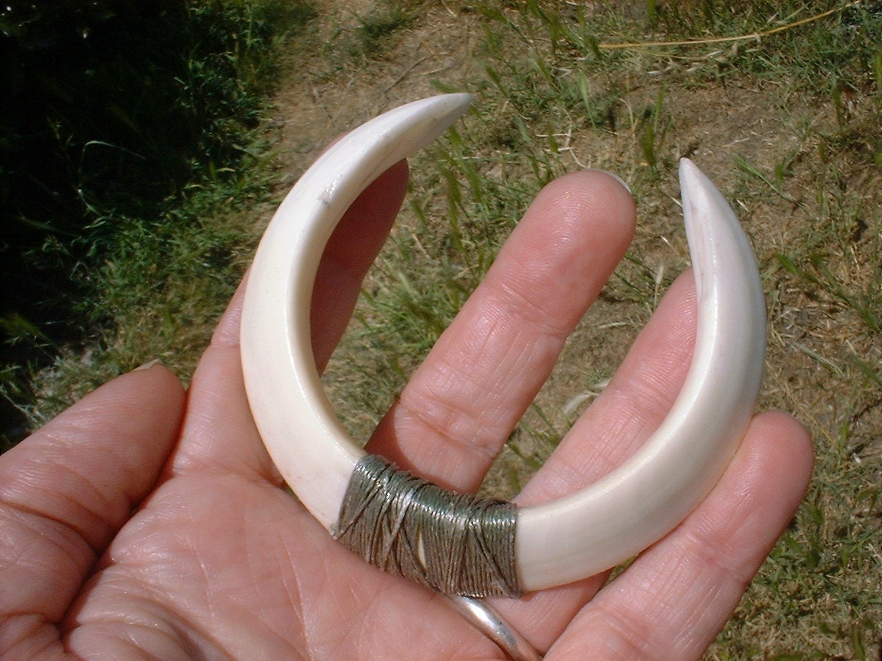 Hawaiian Wild Boar Tusks Joined together for by