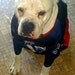 BigDogLady
