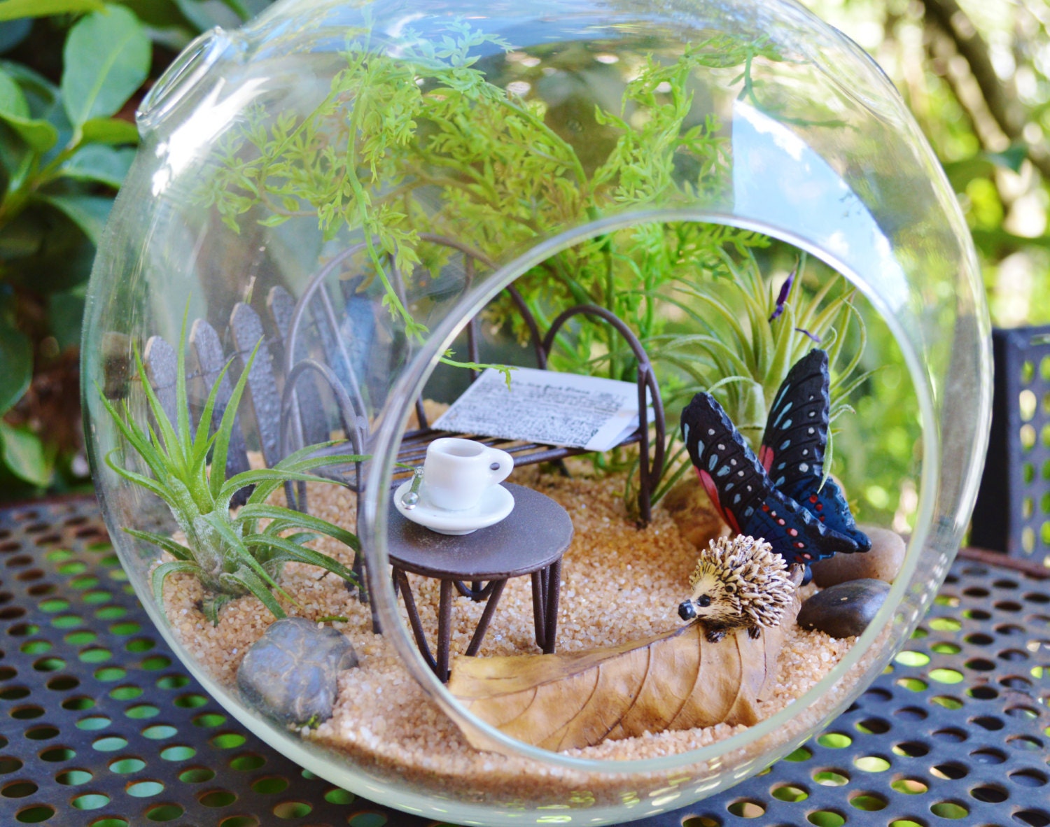 Hedgehog Terrarium Kit 7 Air Plant Terrarium Kits