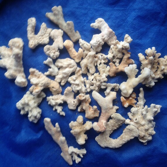 Dried Sea Coral 31 Pieces From Hawaii Home by HeartsofStoneRock