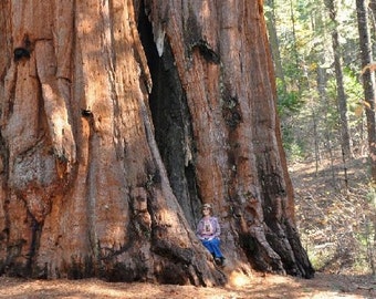1000 Giant Sequoia Tree Seeds, Sequoia Gigantea