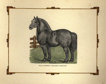 Antique Original Hand colored Engraving of Horse - THe Norman Stallion, Nogeant