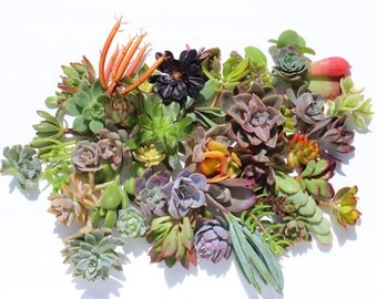 15 succulent cuttings succulent clippings succulent plants colorful succulent cuttings bulk succulents wholesale succulent plants