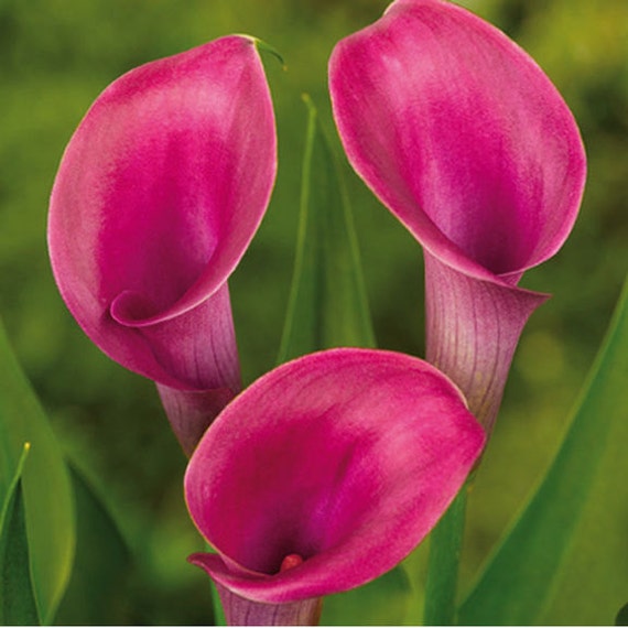 calla lily rubylite rose 3 bulb ideal for pots by calla lily rubylite rose 3 bulb ideal for pots by