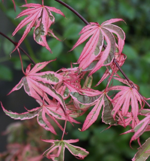 Unavailable Listing on Etsy