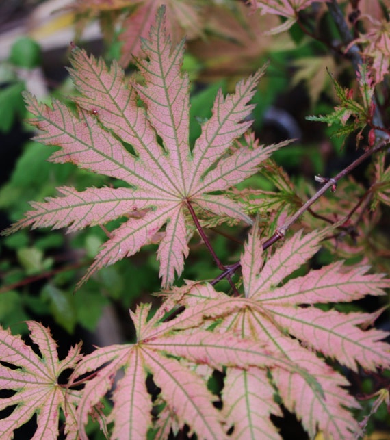 3 Gallon ARIADNE Japanese Maple Tree Graft by TheMapleTreeLady