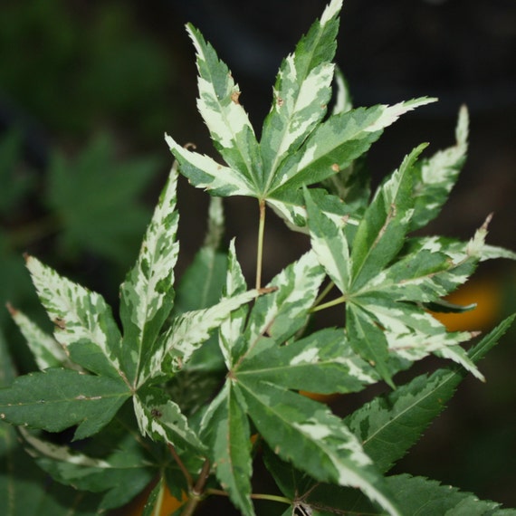 Live KARASUGAWA Japanese Maple Tree graft Acer by TheMapleTreeLady