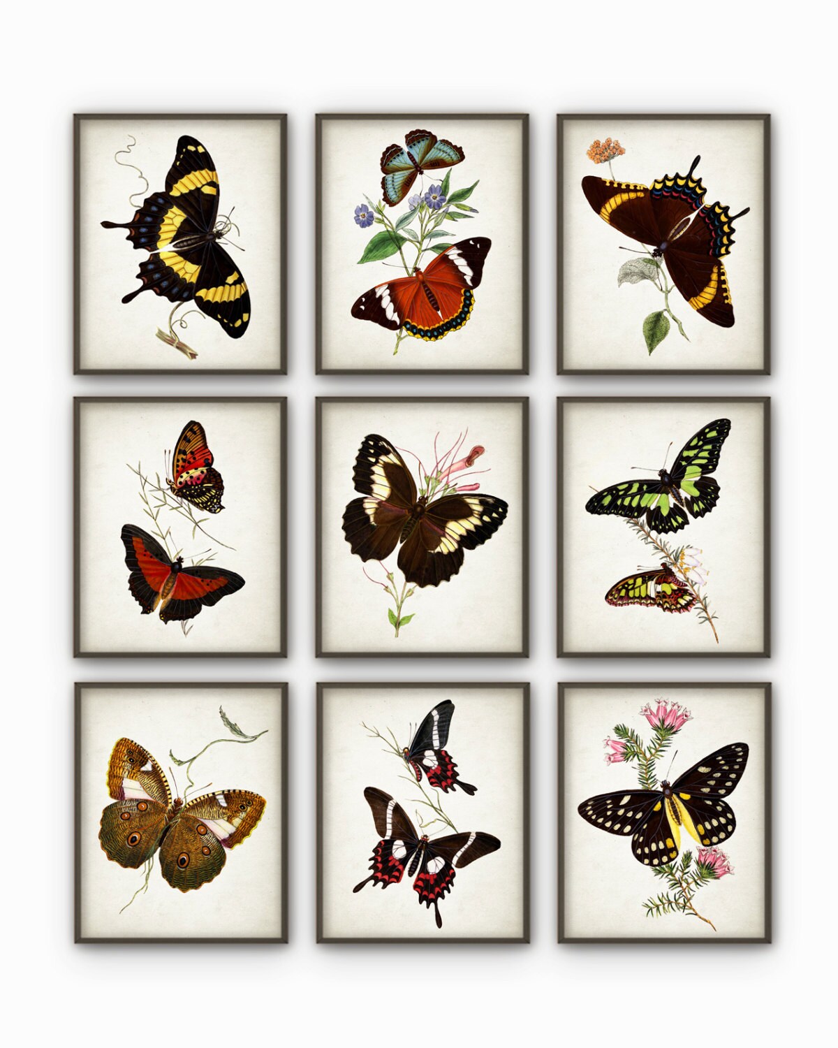 Butterflies Antique Botanical Print Set of 9 Vintage