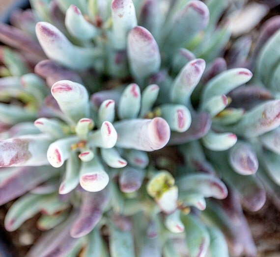 Sand Lettuce Succulent succulent photography desert artwork