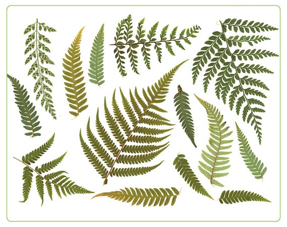 Clipart FERN LEAF Digital Resource. Digital by VeronicasImprint