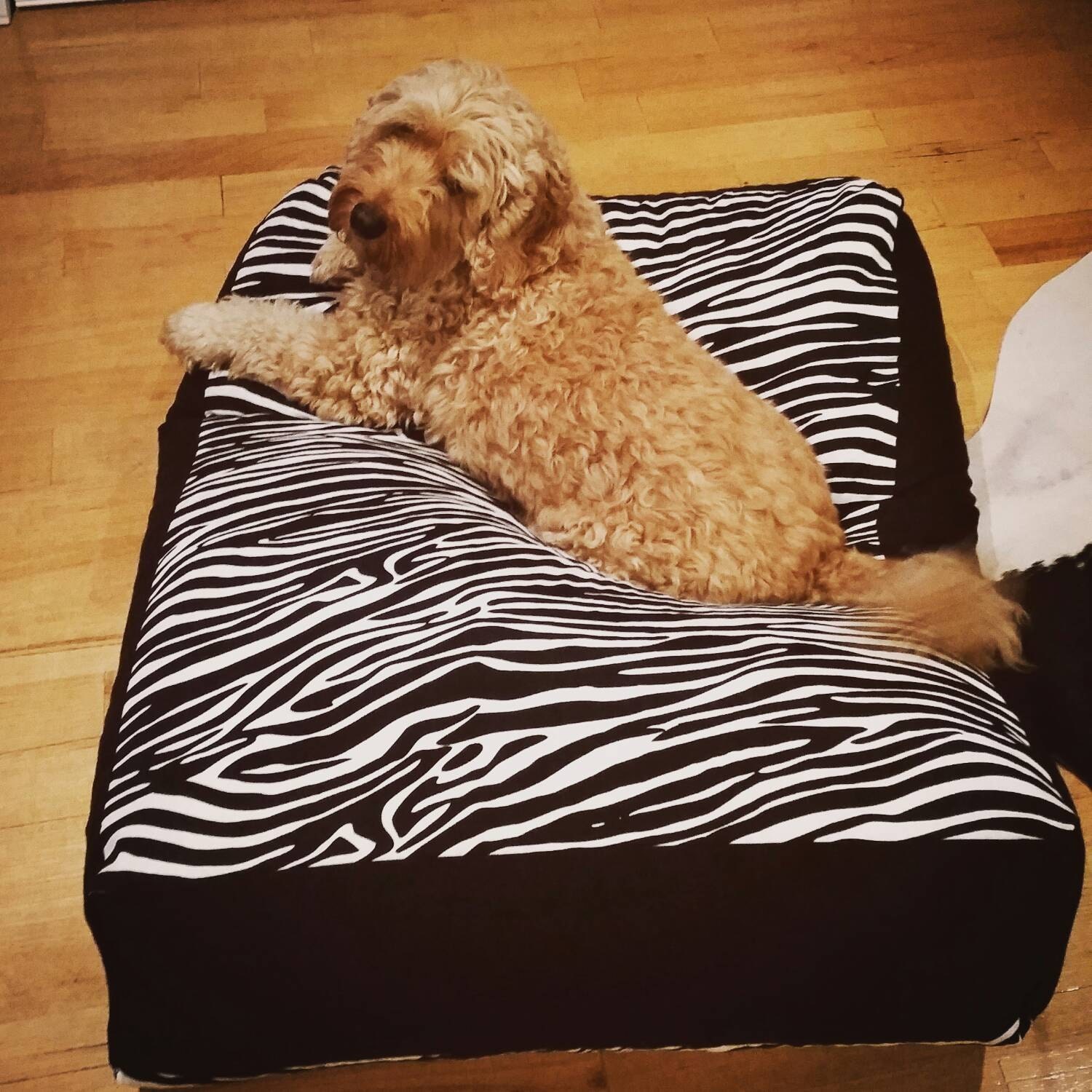 Bean bag pet bed for larger dogs and cats