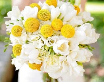 Billy Buttons Flower Seeds (Craspedia Globosa) 40+Seeds