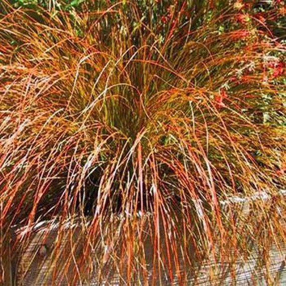 carex | etsy carex | etsy, Best garten ideen