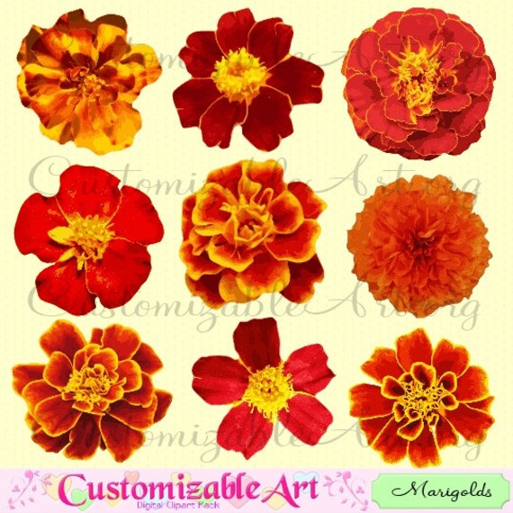 marigold flower clip art free - photo #42