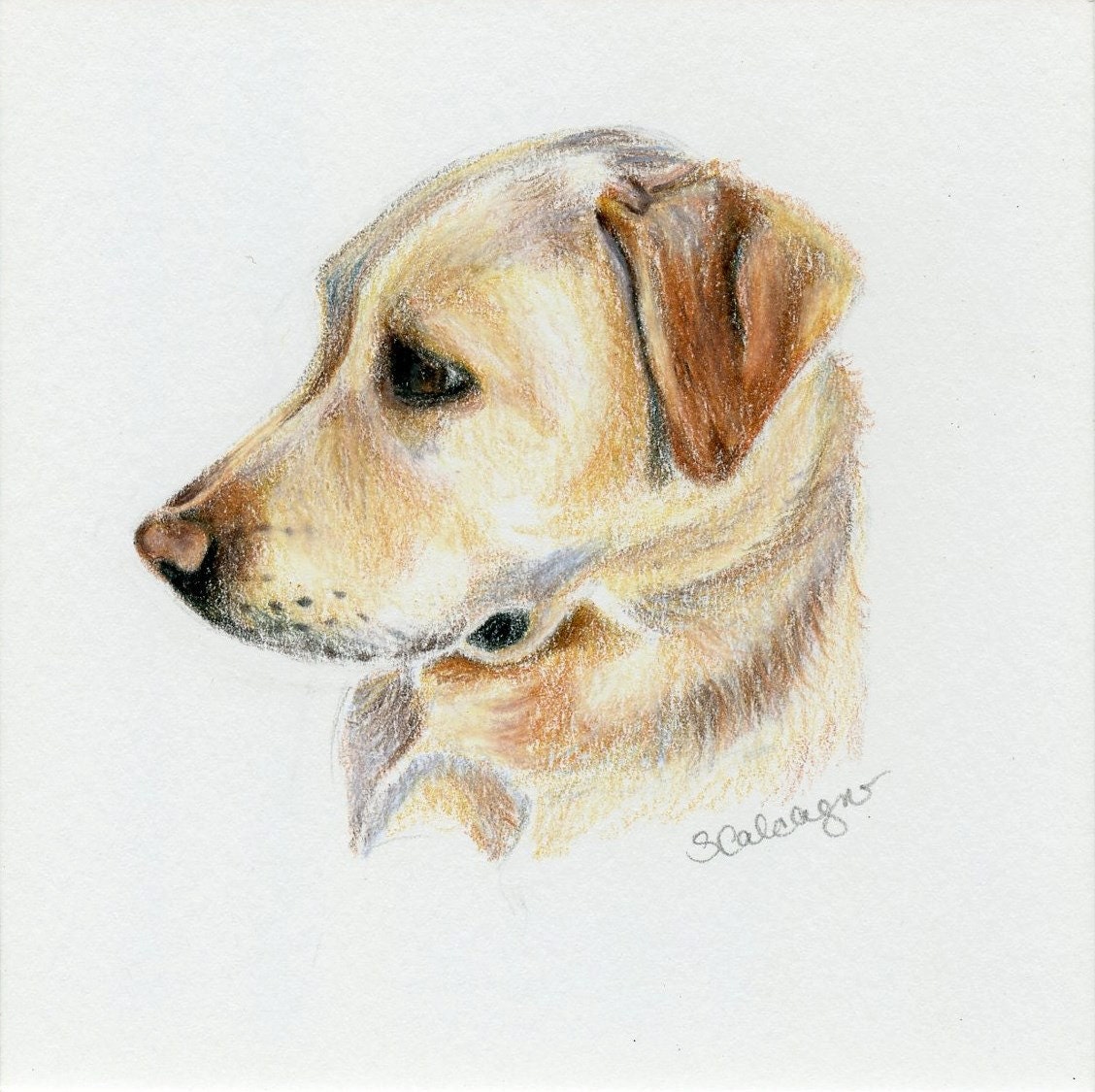 Yellow Lab Dog Drawing Labrador Art Original Drawing