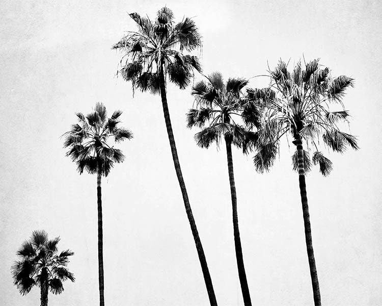 Black And White Palm Tree Photography Gray White Palm Tree