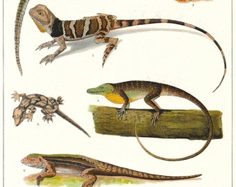 essays about the basilisk lizard essays about the basilisk lizard