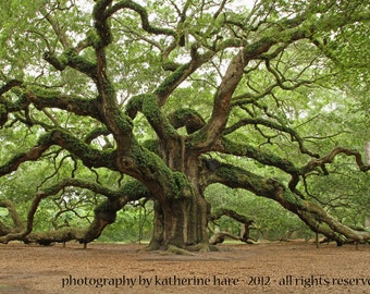 NAKED OAK Louisiana Fine Art Nature Photography Live Oak