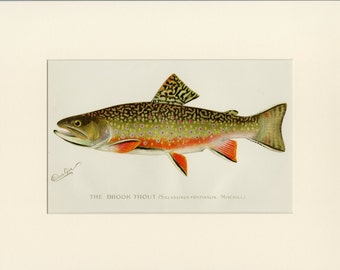 Brook Trout Print 