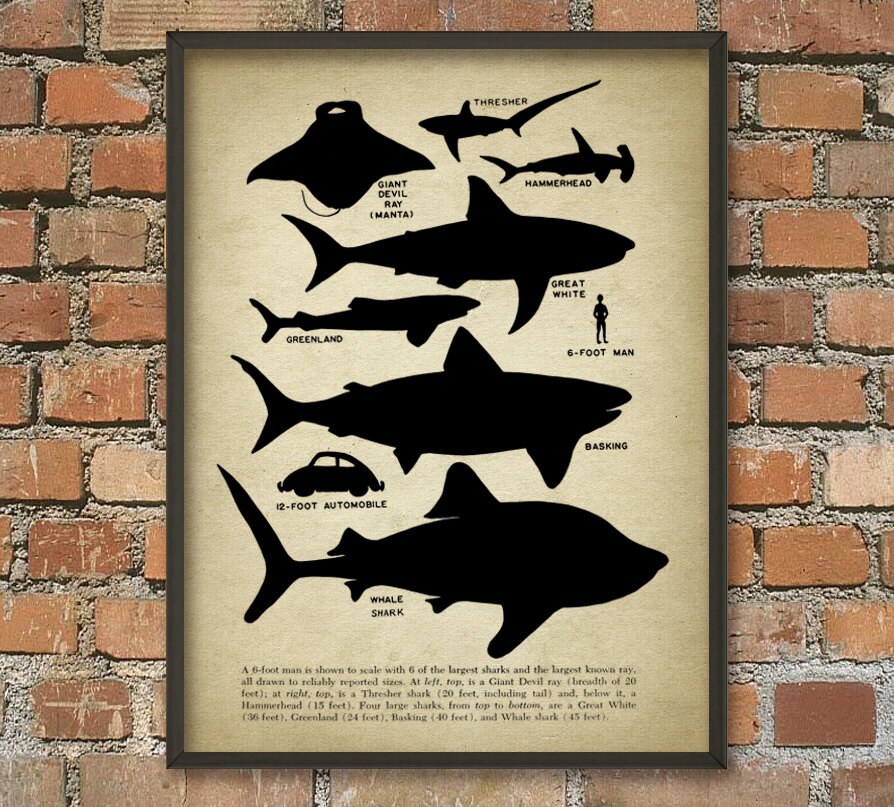 Download Shark Educational Wall Art Poster Shark Size by QuantumPrints