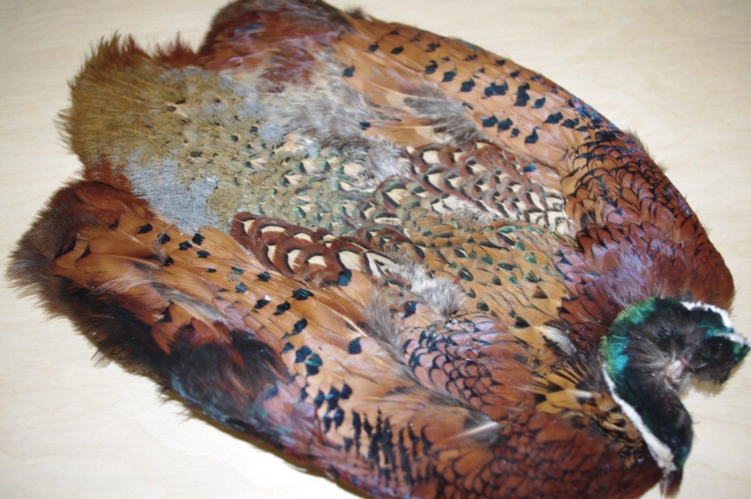 Ringneck Pheasant Skin Fly Tying Craft Feathers