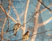 Aspen Tree Birds/Nature Sky Blue/Impressionist Style/Large Wall Art/Blue Fresco Cream/Stretch Canvas Giclee/Fine Art Photography/Anne Groton Aspen Tree Birds/Nature Sky Blue/Impressionist Style/Large Wall Art/Blue Fresco Cream/Stretch Canvas Giclee/Fine Art Photography/Anne Groton