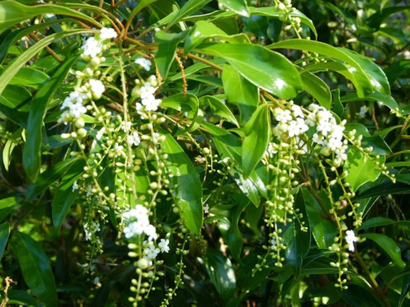 Citharexylum Fruticosum Fiddlewood Fragrant Native Plant