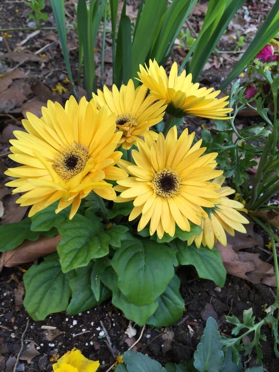 Yellow Gerbera Daisy Plant 4 Pot Live Tropical by PlantsandGifts