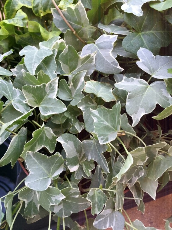 Variegated English Ivy UK Ground Cover Cold Hard by PlantsandGifts