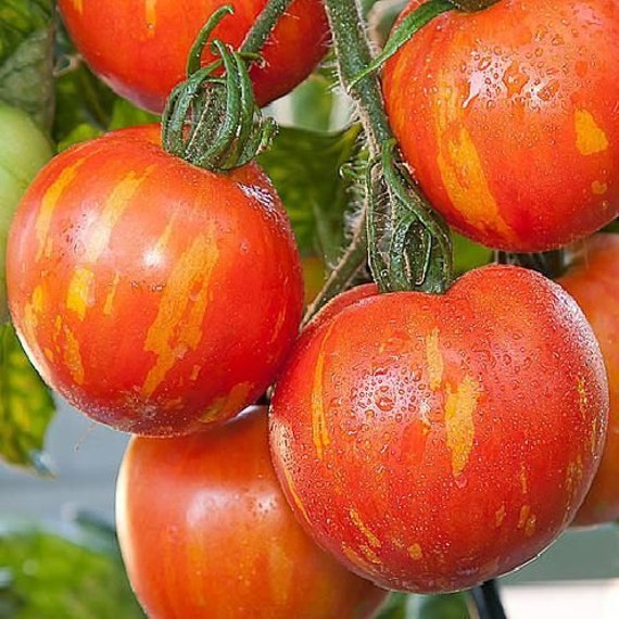 Tomato Seeds Tigrella Ukraine Heirloom Vegetable Seeds 067