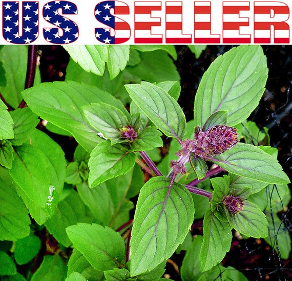 100 ORGANIC Persian Basil Seeds Anise Licorice Heirloom