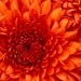Rosa Walz