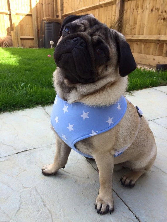 harness for pugs harnesses for pugs images harness for pugs harnesses for pugs images