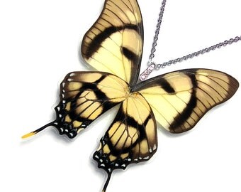 Handmade Real Butterfly Wing Necklace / Pendant (WHOLE Eurytides Dolicaon - W131)