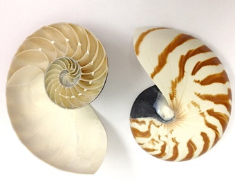 Beach Decor - One-Half Chambered Nautilus - 4"-4.25" seashells/seashell/shells/shell/sea shells/sea shell