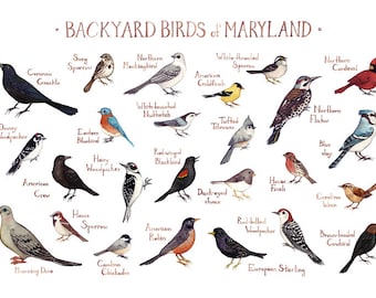 Maryland Backyard Birds Field Guide Art Print / Watercolor Painting / Wall Art / Nature Print / Bird Poster