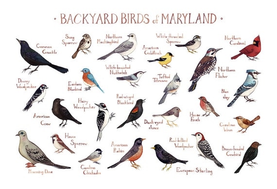 Maryland Backyard Birds Field Guide Art Print / Watercolor