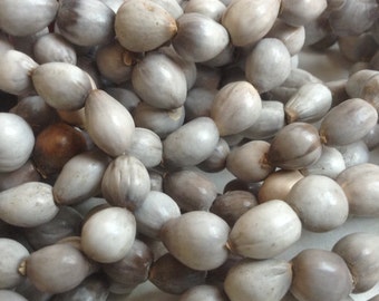 Job's Tears 5 strands 540 Vaijanti Seed Beads from Vrindavan, India Supporting the Widows of Vrindavan JT0001